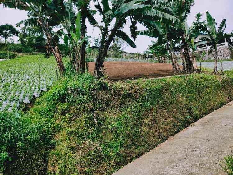 tanah timur bali ndeso kemuning