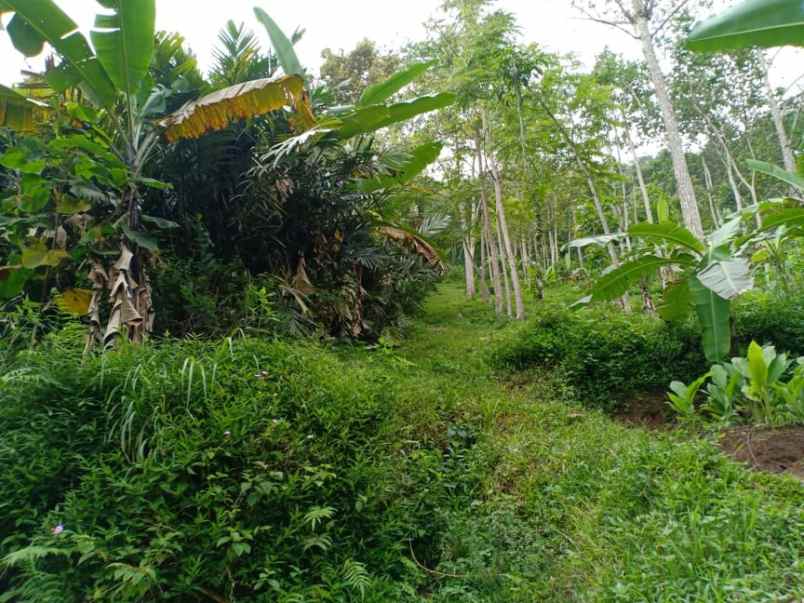 tanah utara pasar kemuning