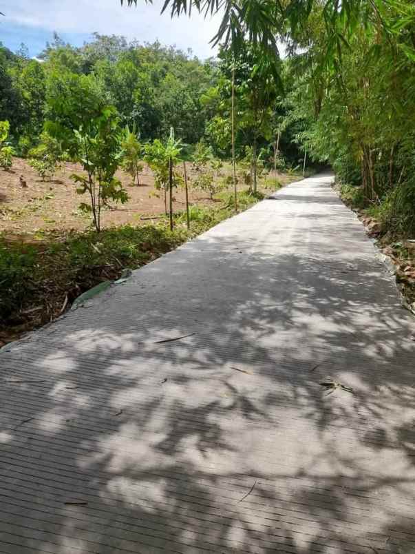 dijual kebun murah di jasinga bogor