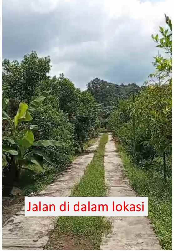dijual kebun murah di jasinga bogor