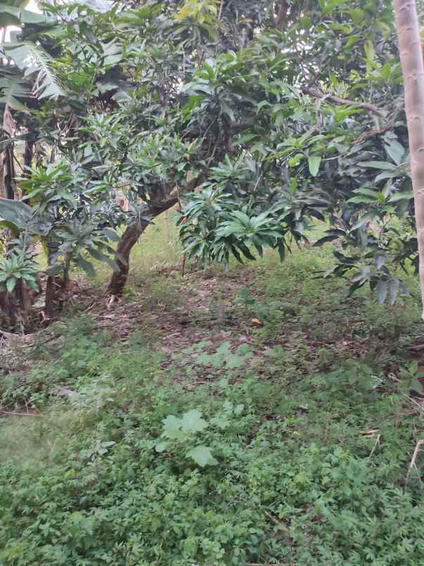 dijual rumah sumuradem timur