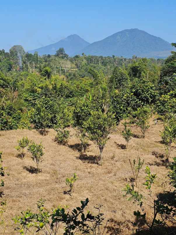 dijual tanah auman kec petang kab badung