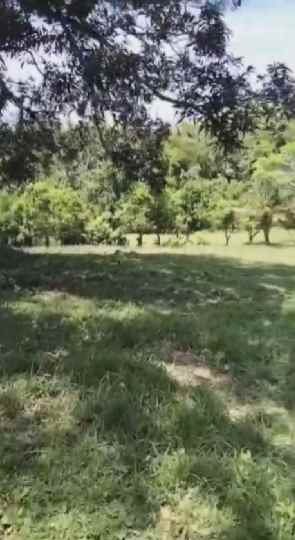 dijual tanah balian beach selemadeg