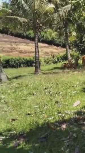 dijual tanah balian beach selemadeg