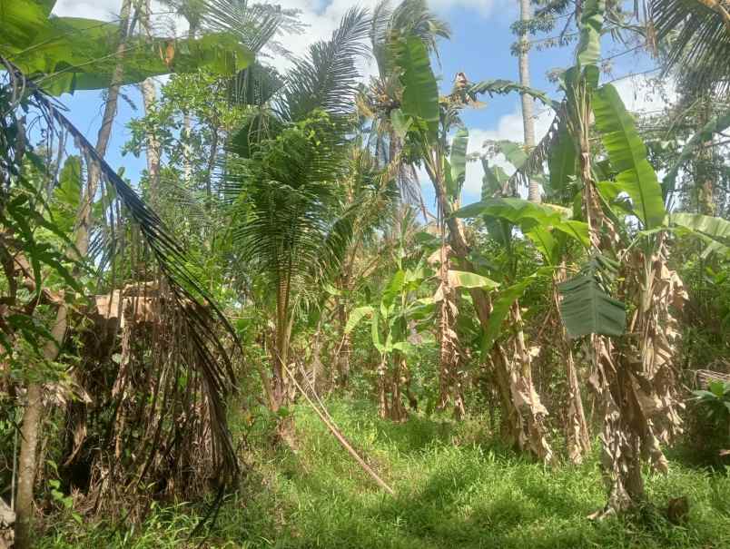 dijual tanah beraban selemadeg timur