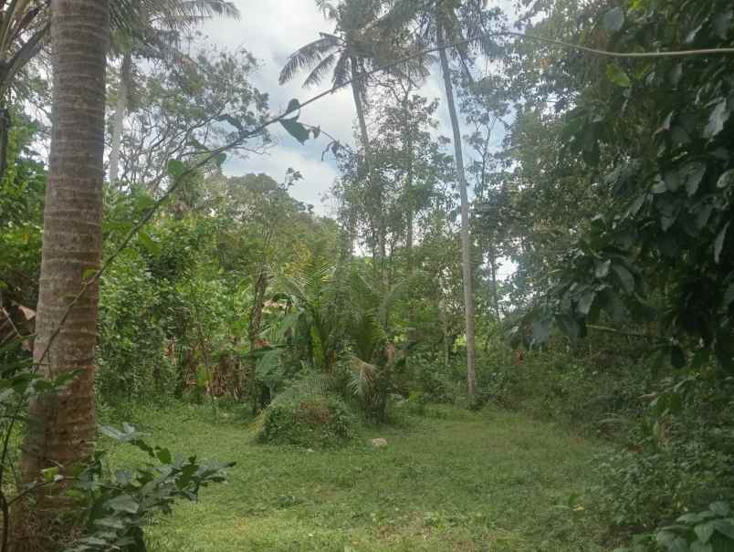 dijual tanah beraban selemadeg timur