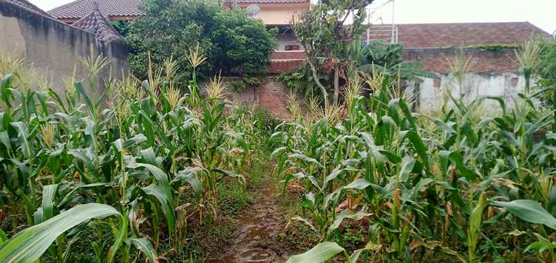 dijual tanah cisaranten kulon