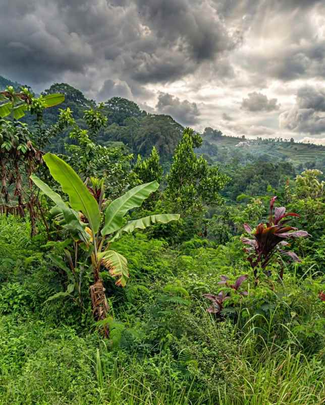 dijual tanah desa antapan kec baturiti