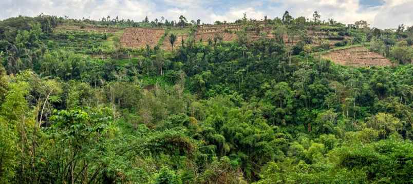 dijual tanah desa antapan kec baturiti