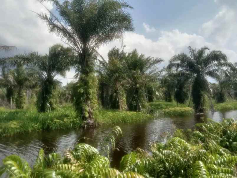 dijual tanah dusun vii desa padang