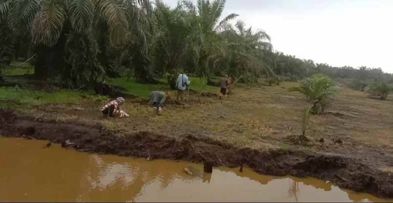 dijual tanah dusun vii desa padang