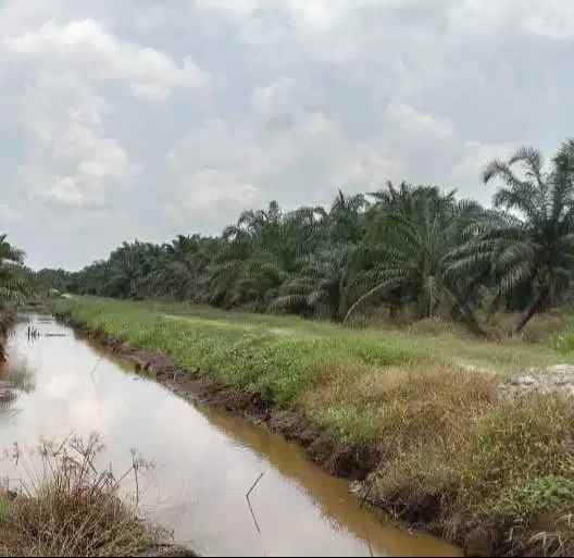 dijual tanah dusun vii desa padang