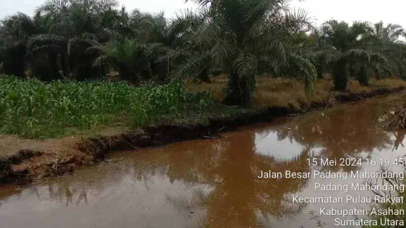 dijual tanah dusun vii desa padang