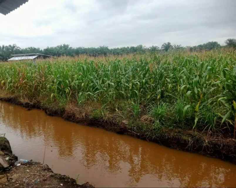 dijual tanah dusun vii desa padang