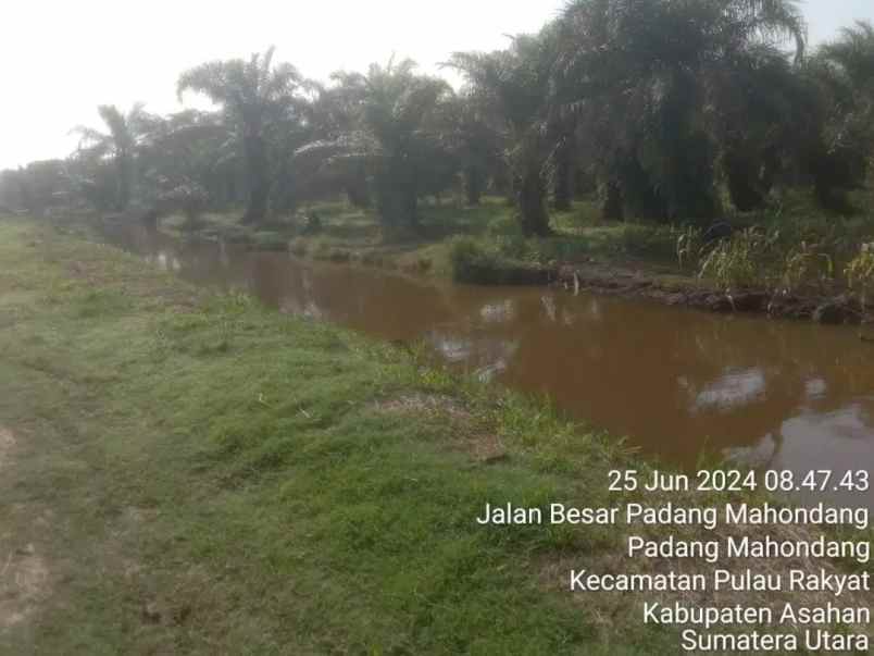 dijual tanah dusun vii desa padang