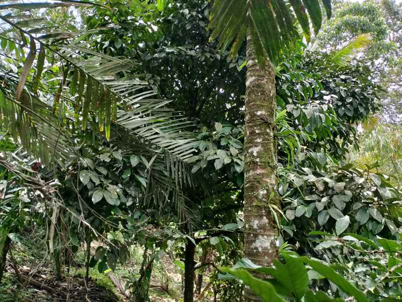 dijual tanah jelijih