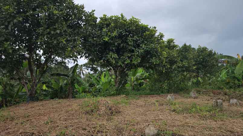 dijual tanah kadumerak