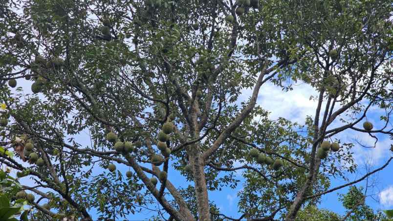 dijual tanah kadumerak