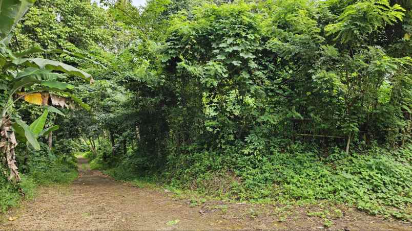 dijual tanah kadumerak