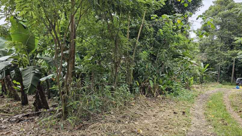 dijual tanah kadumerak