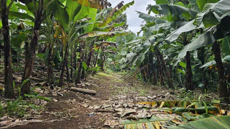 dijual tanah kadumerak