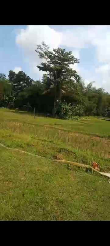 dijual tanah kaliori