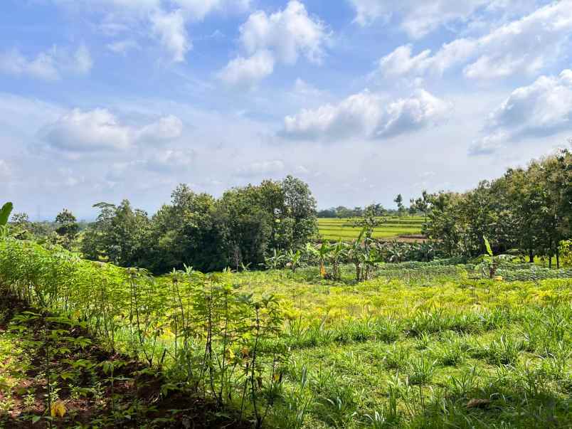 dijual tanah kebun jati 1200m kerjo karanganyar