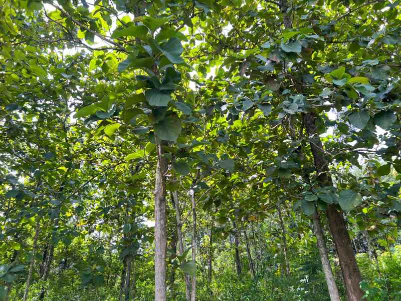dijual tanah kebun jati 1200m kerjo karanganyar