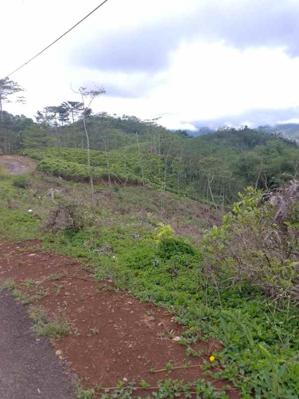dijual tanah kebun produktif pinggir jalan