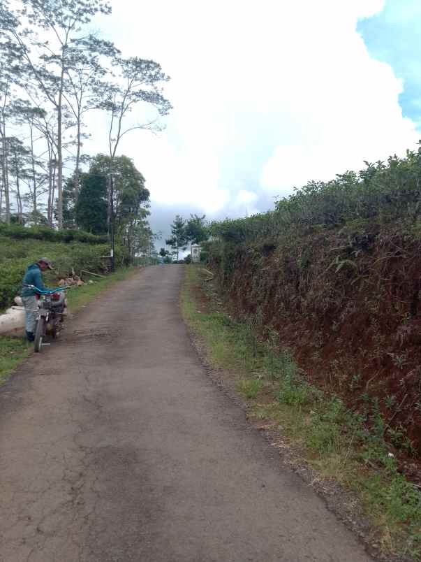 dijual tanah kebun produktif pinggir jalan