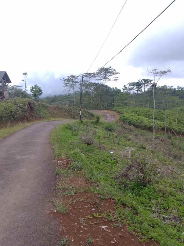 dijual tanah kebun produktif pinggir jalan