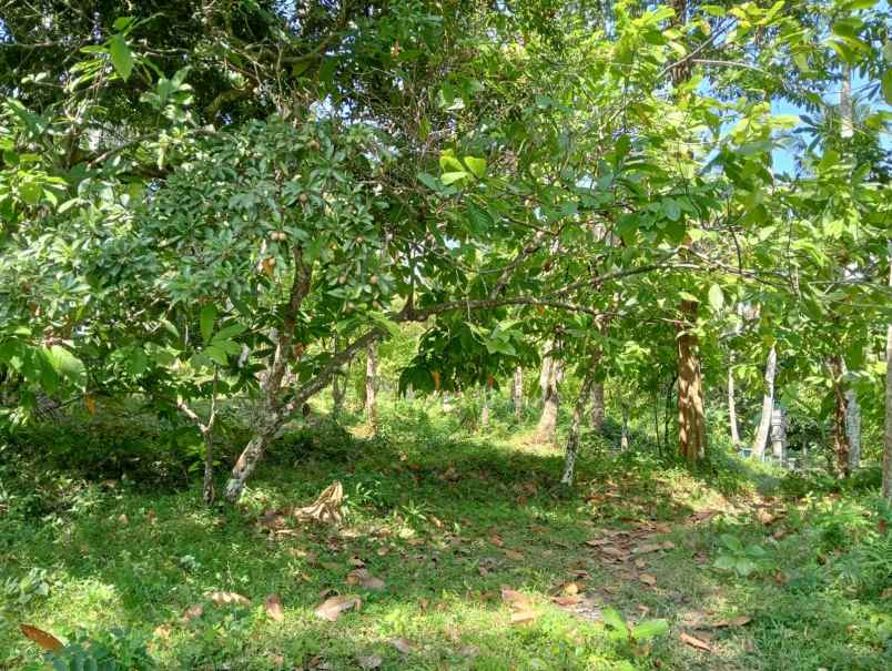 dijual tanah lalanglinggah selemadeg