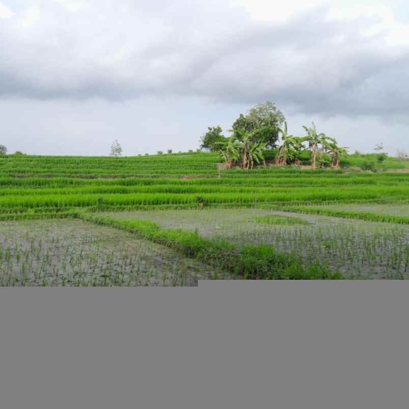 dijual tanah raya tangeb