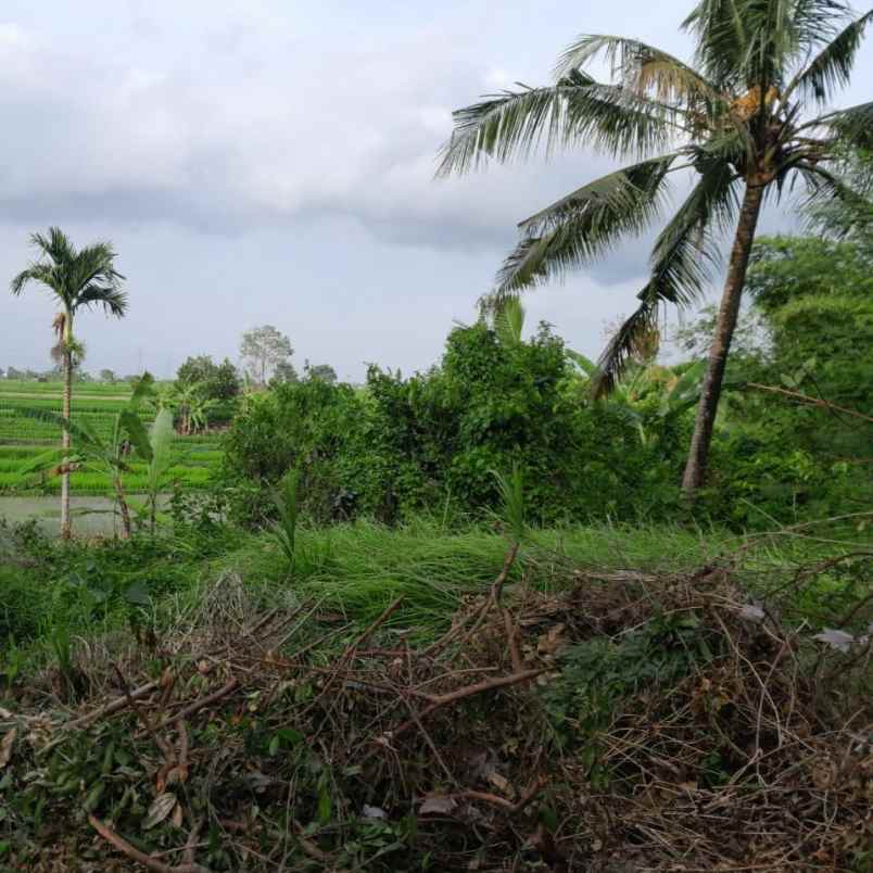 dijual tanah raya tangeb