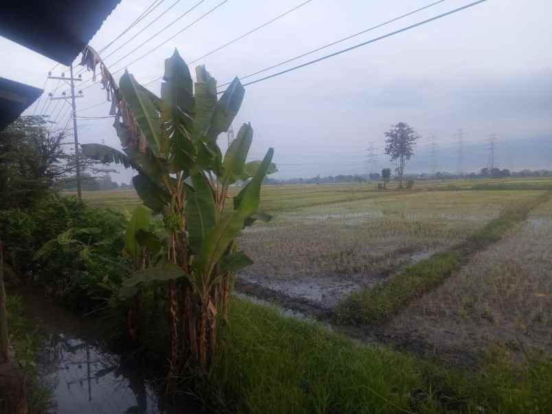 dijual tanah rp 4 milyard di jalan raya grati pasuruan