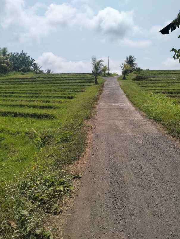 dijual tanah sawah murah dengan view gunung