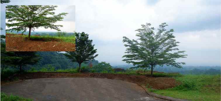 dijual tanah taman dayu