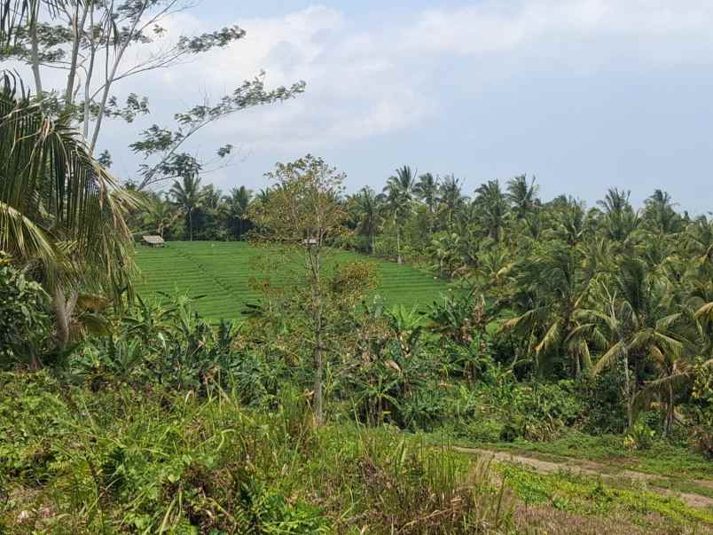 disewakan tanah desa angkah selemadeg