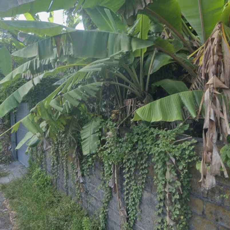 disewakan tanah pulau saelus