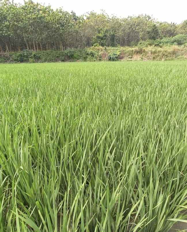 jual tanah persawahan di jalan sigerudug kota serang