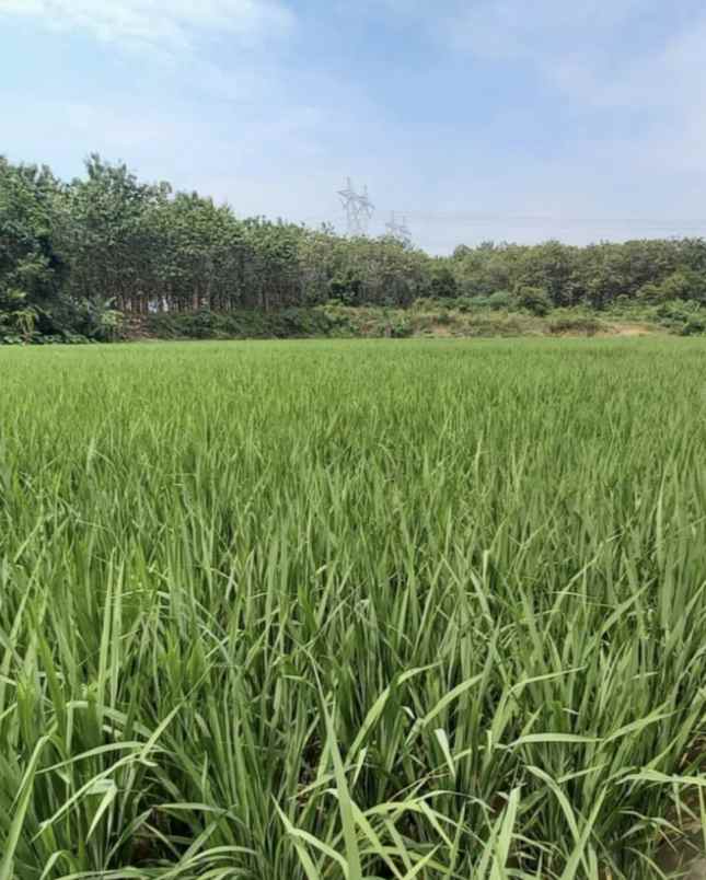 jual tanah persawahan di jalan sigerudug kota serang