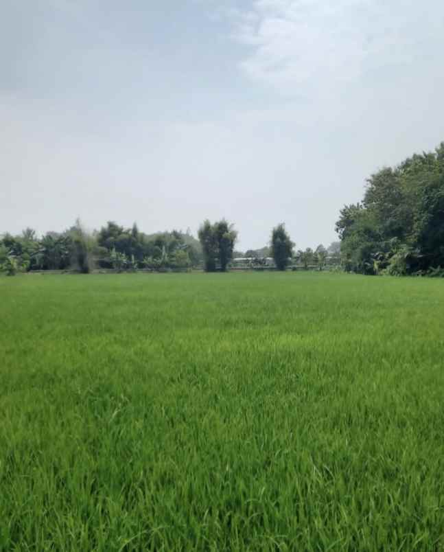 jual tanah persawahan di jalan sigerudug kota serang