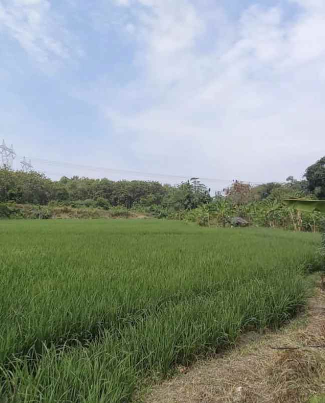 jual tanah persawahan di jalan sigerudug kota serang