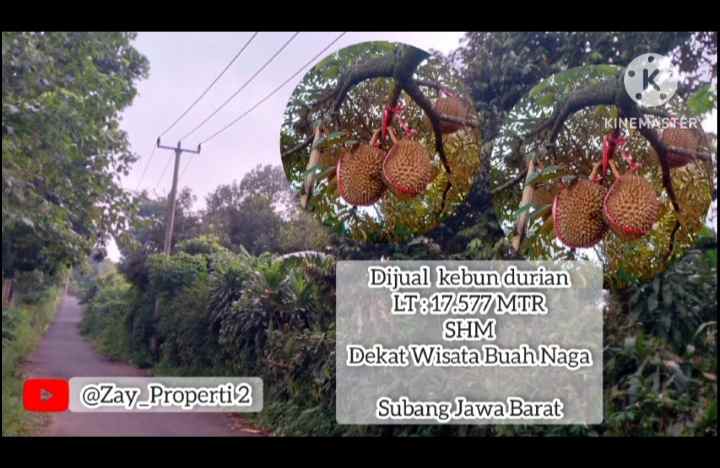 Kebun Durian Daerah Cijambe Subang Jawa Barat