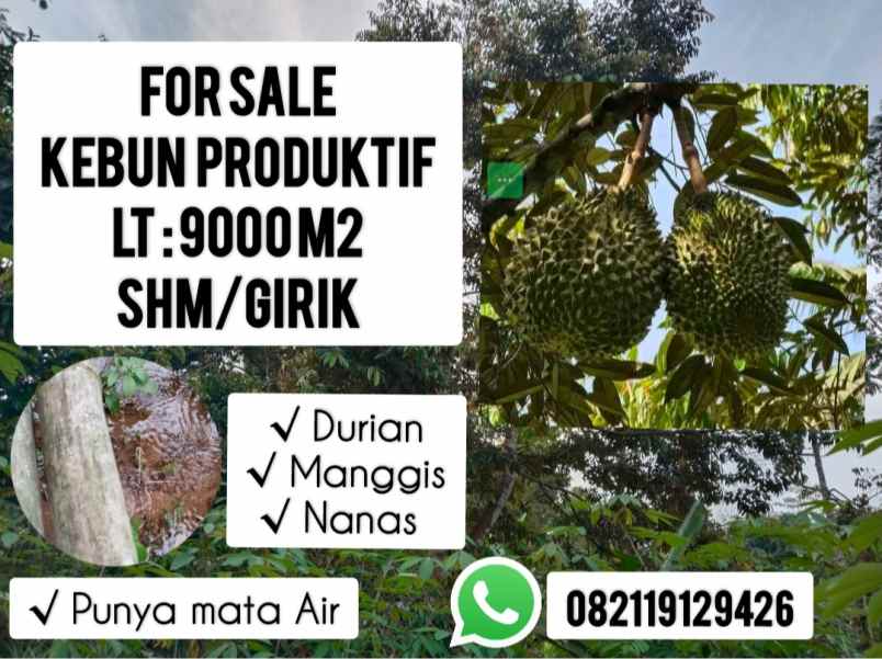 kebun produktif jalan cagak subang jawa barat