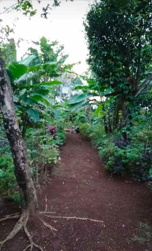 rumah kebun 600jt di caringin kabupaten bogor