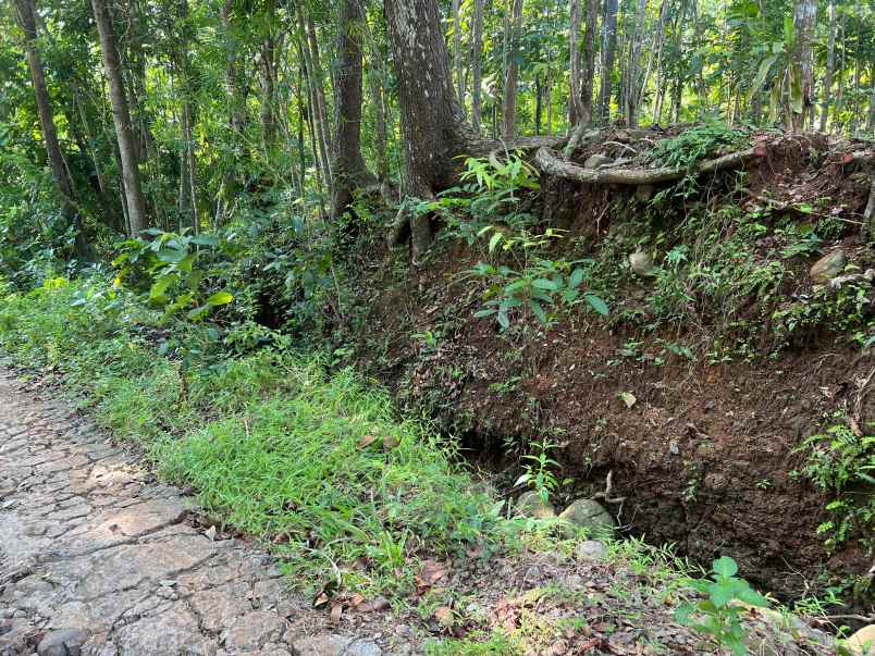 super murah tanah datar hanya 50jt kedawung sragen