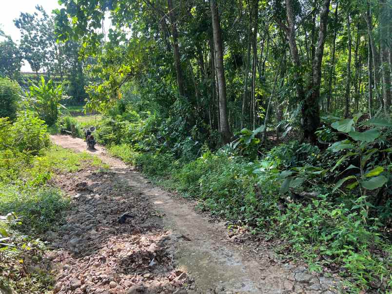 super murah tanah datar hanya 50jt kedawung sragen