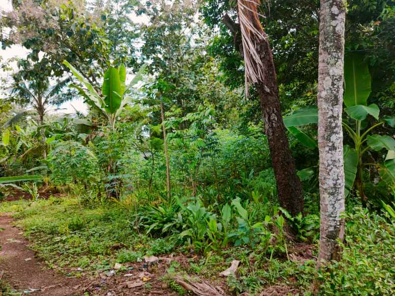 tanah barat pasar plangsalam