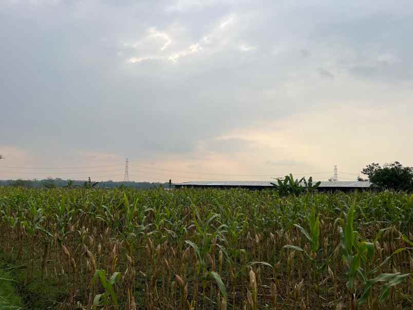 tanah datar kerjo karanganyar 3350m siap bangun